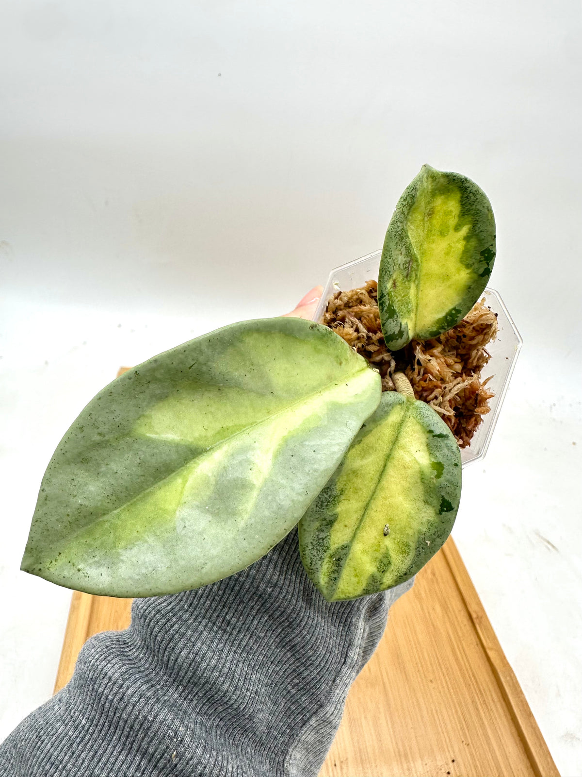 Hoya Argentea Princess