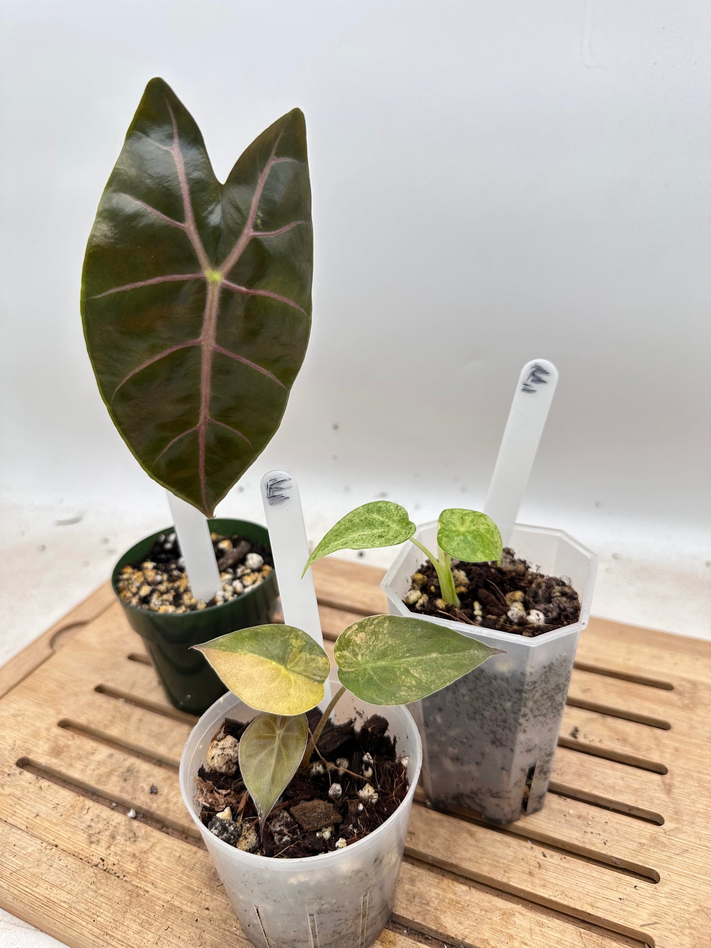Combo Sale - Alocasia Wentii Sunset Variegated & Alocasia Suhirmaniana Purple & Alocasia Cucullata Mint Variegated