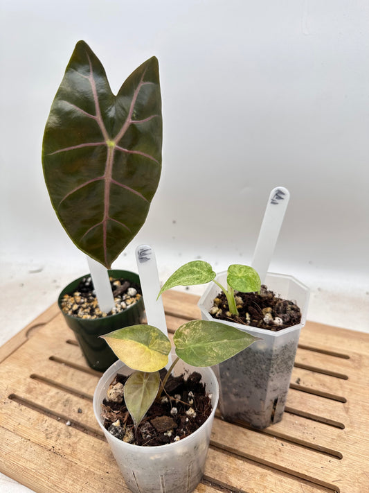 Combo Sale - Alocasia Wentii Sunset Variegated & Alocasia Suhirmaniana Purple & Alocasia Cucullata Mint Variegated
