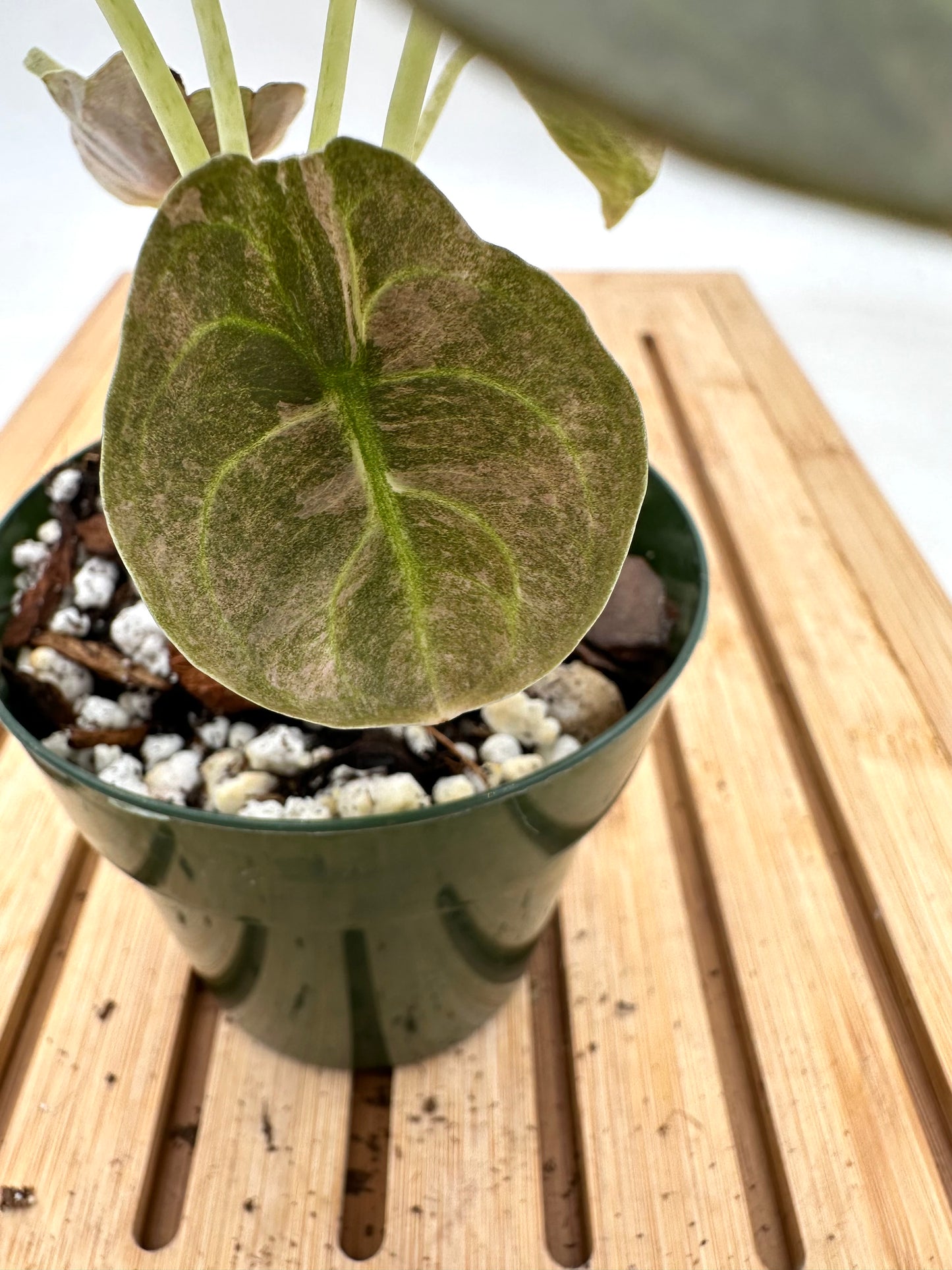 Thanksgiving Sales - Alocasia Cuprea Pink Mint Variegated