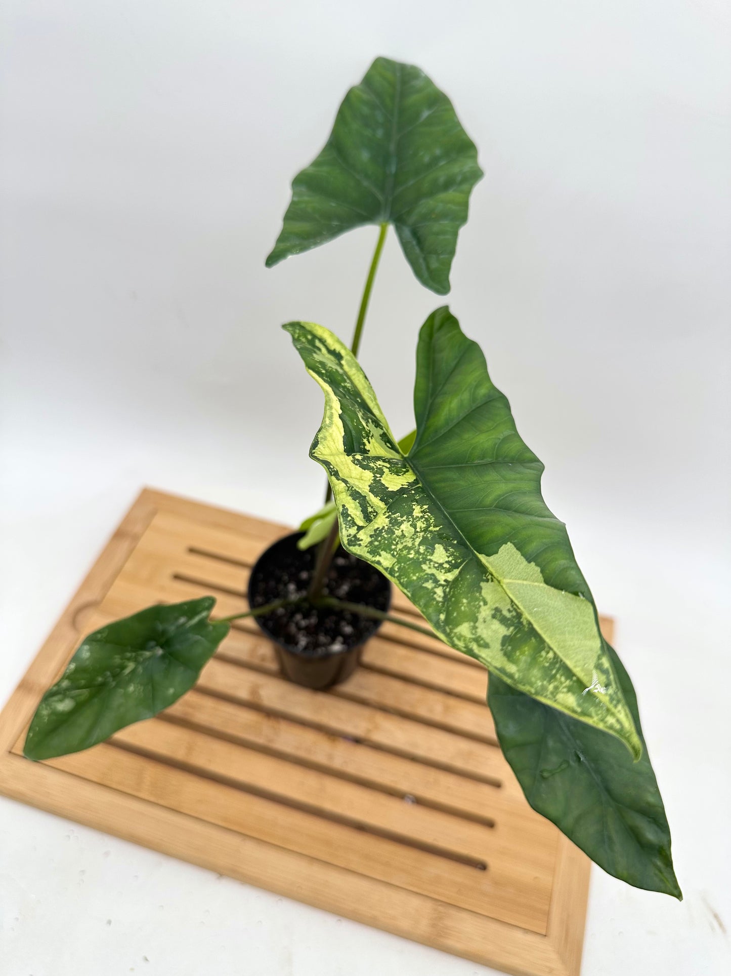Alocasia Simpo Albo Variegated