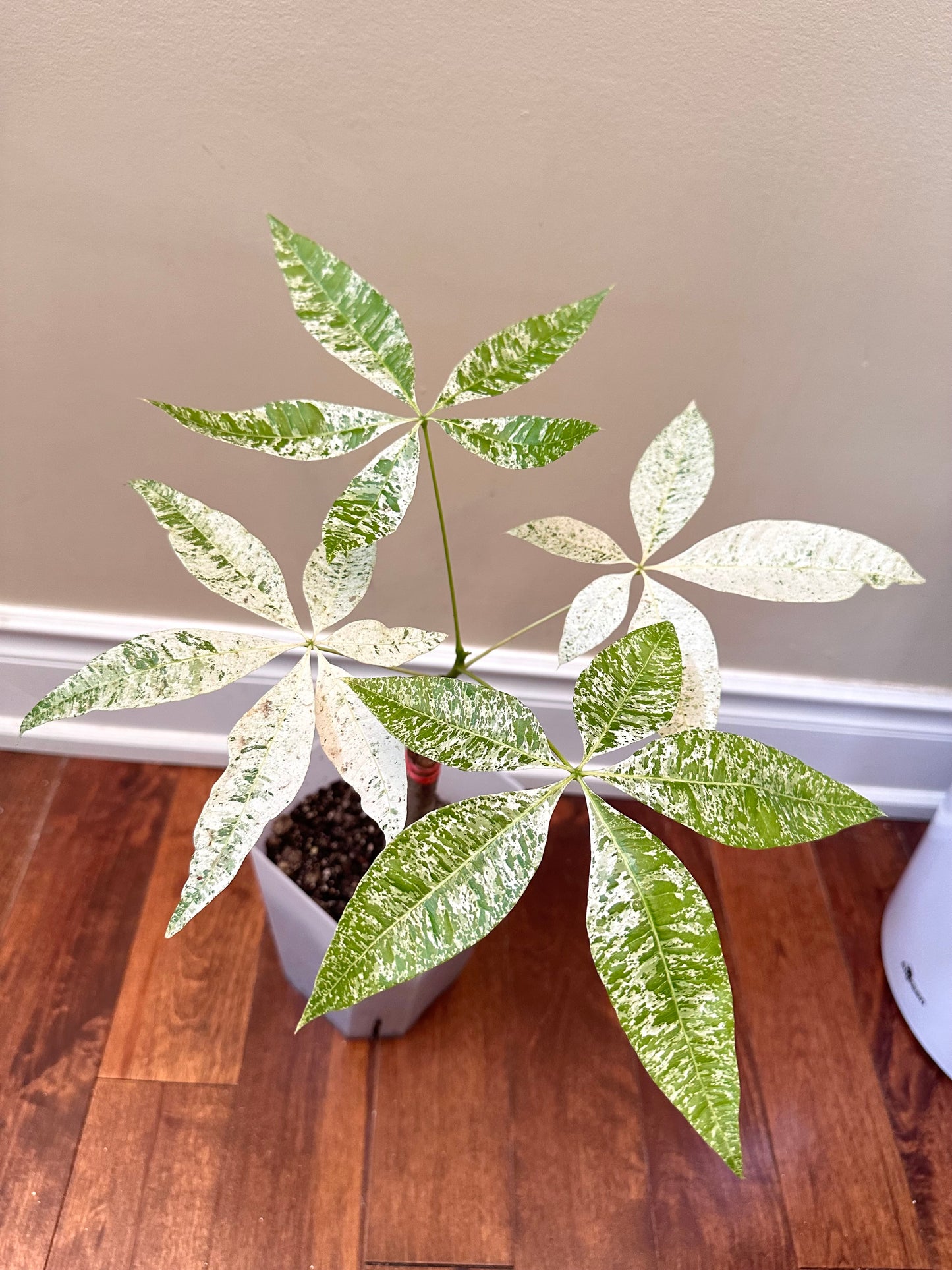 Variegated Money Tree - August Sale