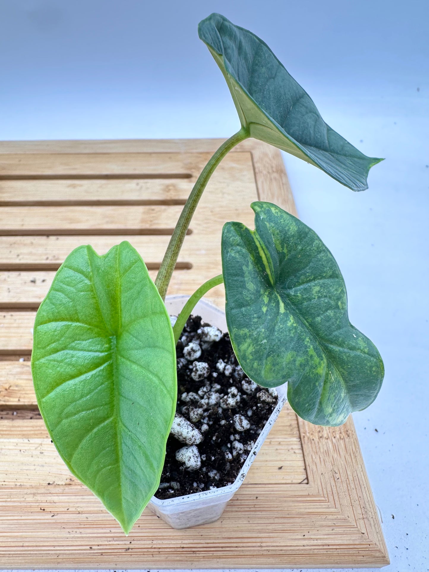 🦄 Alocasia Platinum Variegated