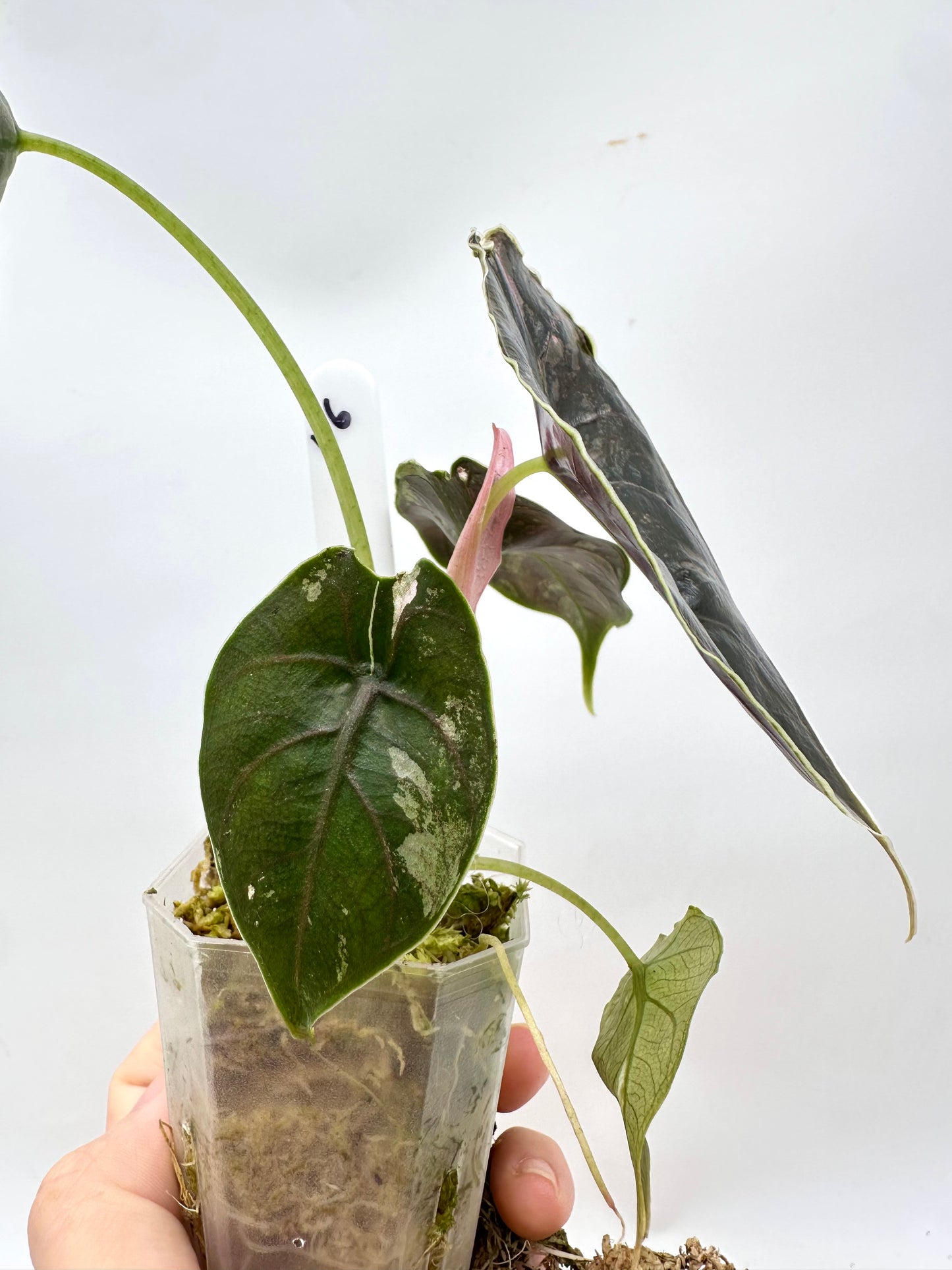 Alocasia Azlanii Albo Pink Variegated