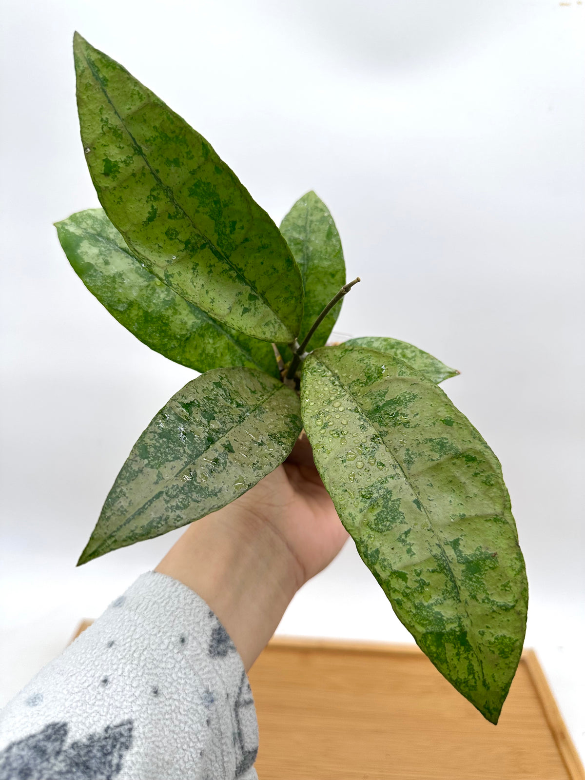Hoya ‘Panggha’ Silver - Rare Find