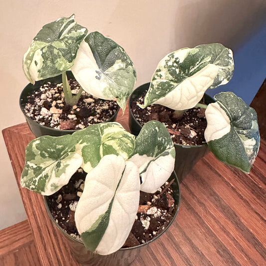 Alocasia Melo Albo Variegated