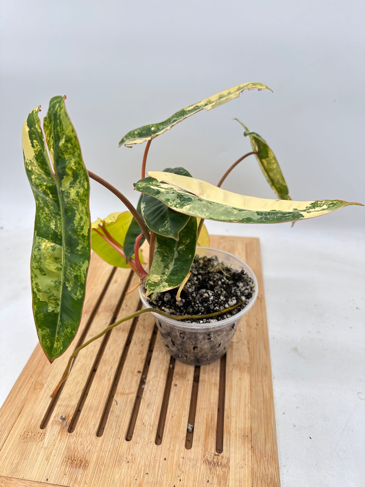 Philodendron Billietiae Variegated (multiple growths)