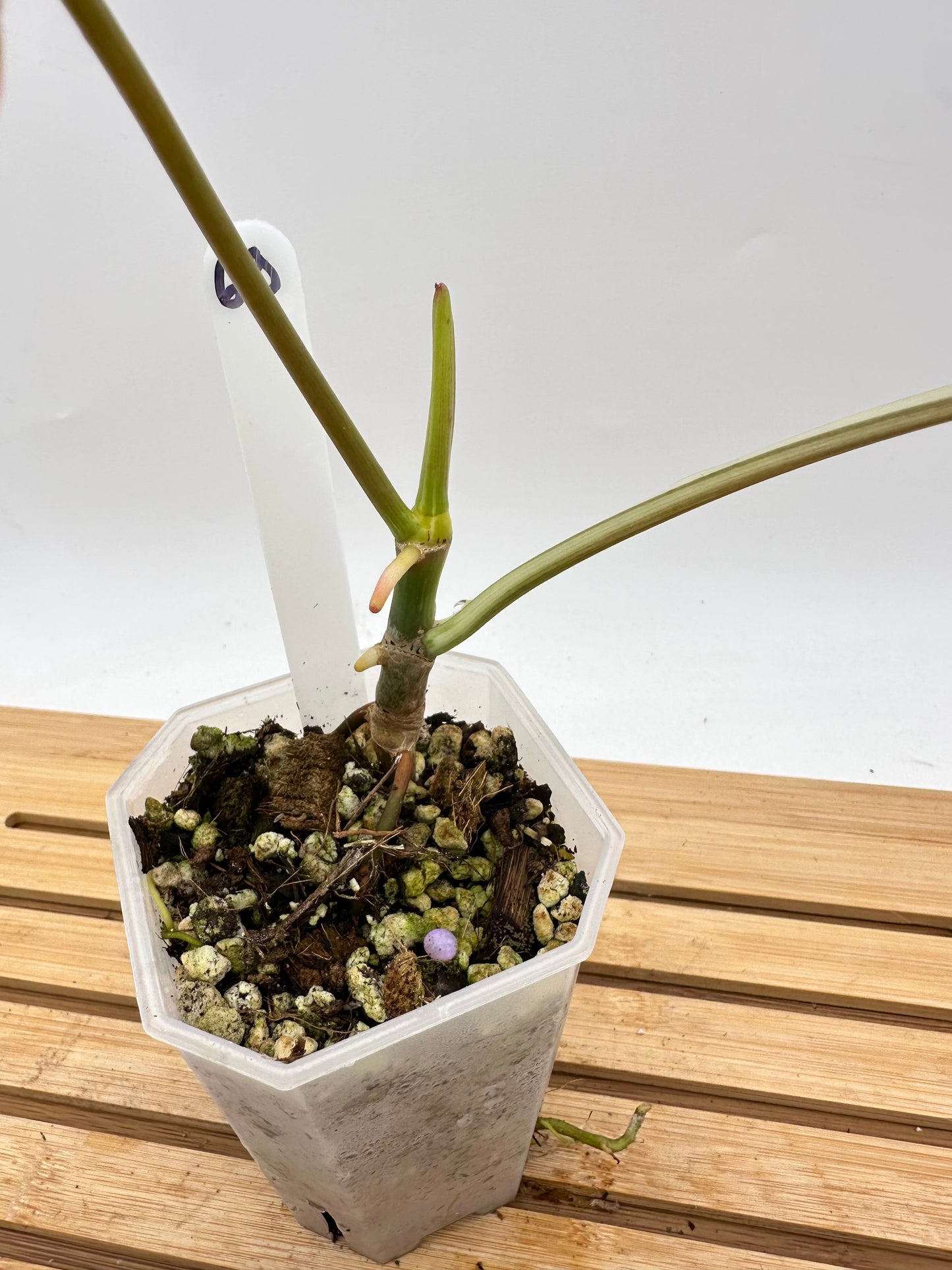 Philodendron Paraiso Verde Albo Variegated