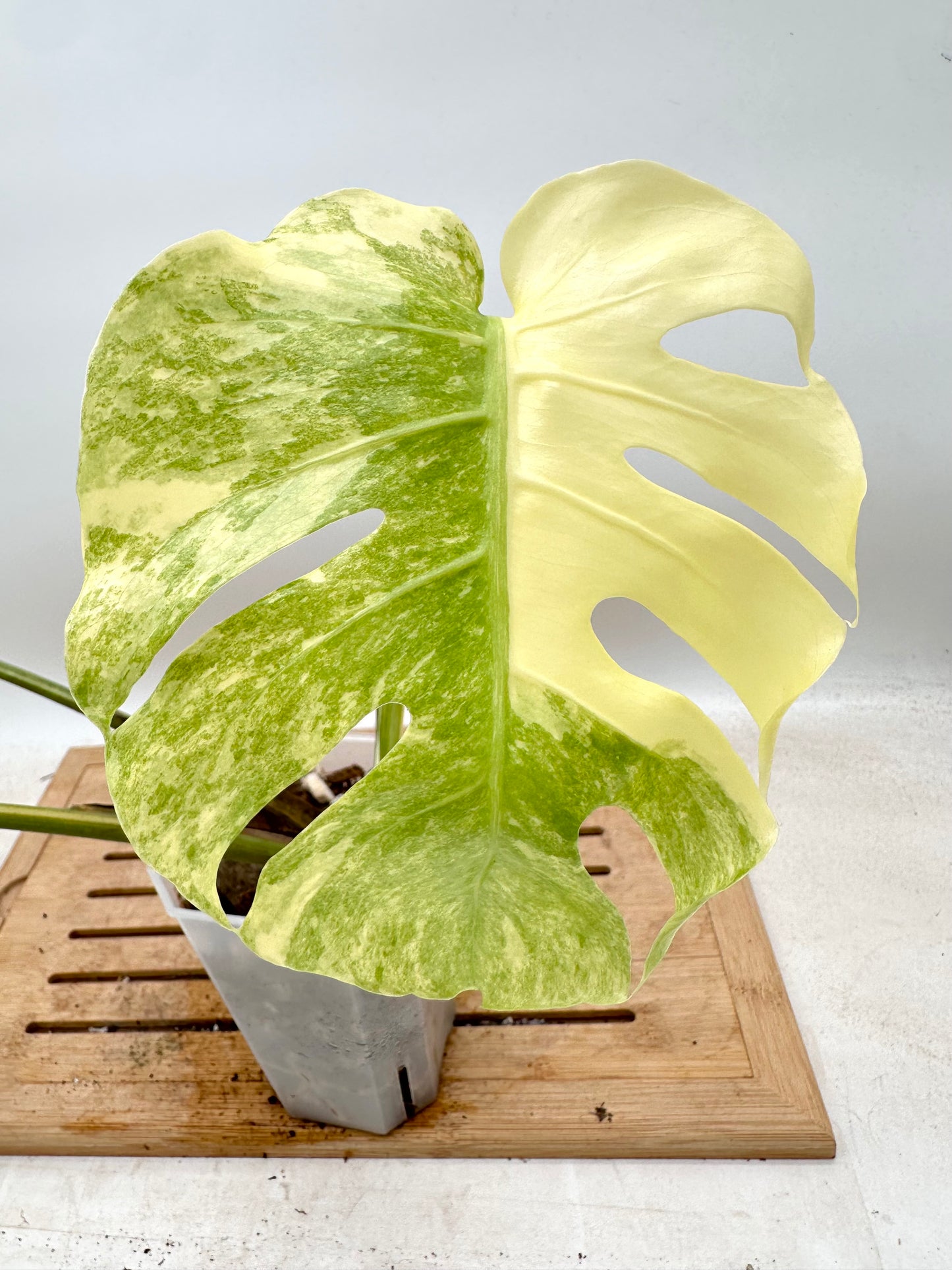 Monstera Legacy - Thanksgiving Sale 💚