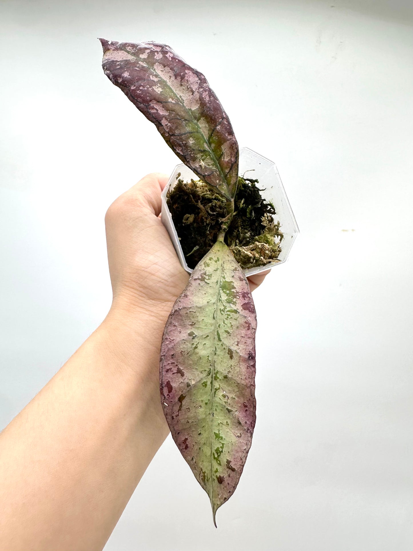 Hoya Gunung Gading Silver Ghost - 2 Growths