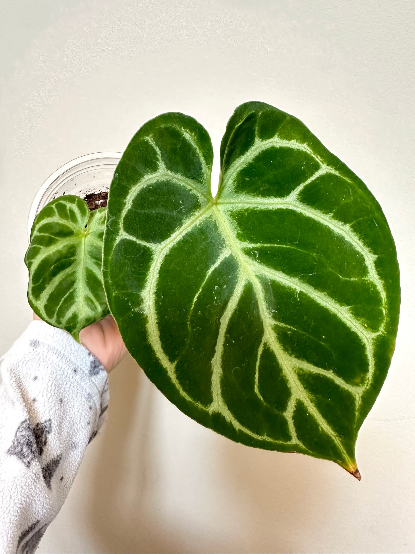 Anthurium Dorayaki