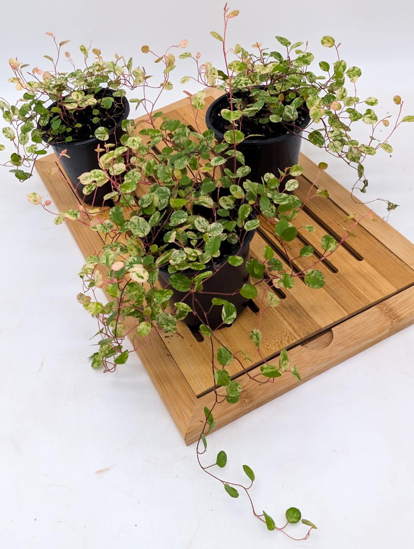 Variegated Wire Vines