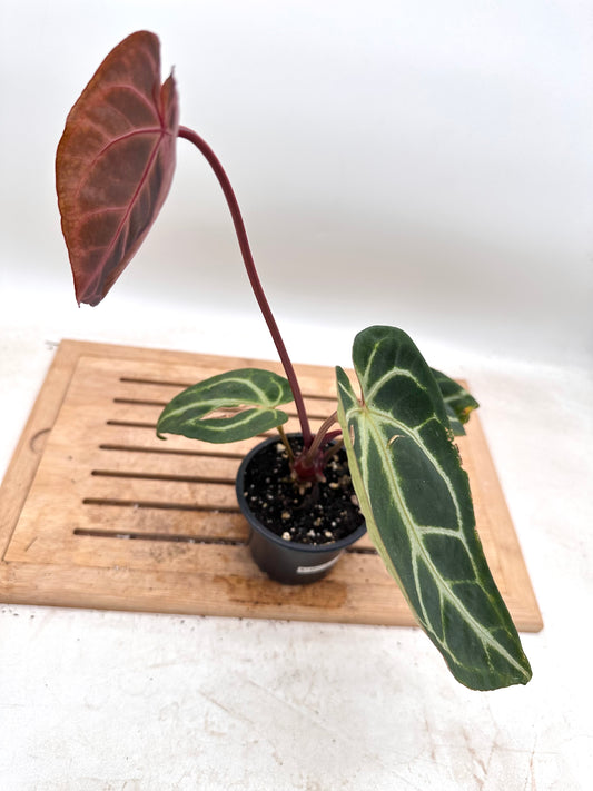 Anthurium Crystallinum Hybrid - Local Grown