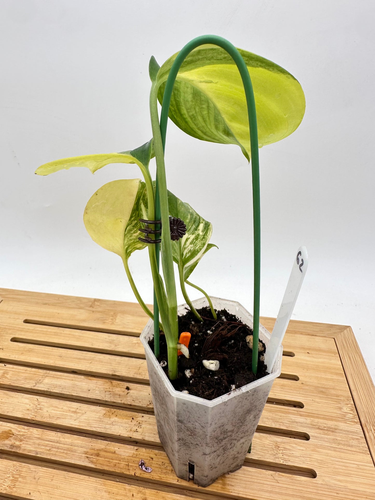 Scindapsus Blue Aurea Variegated