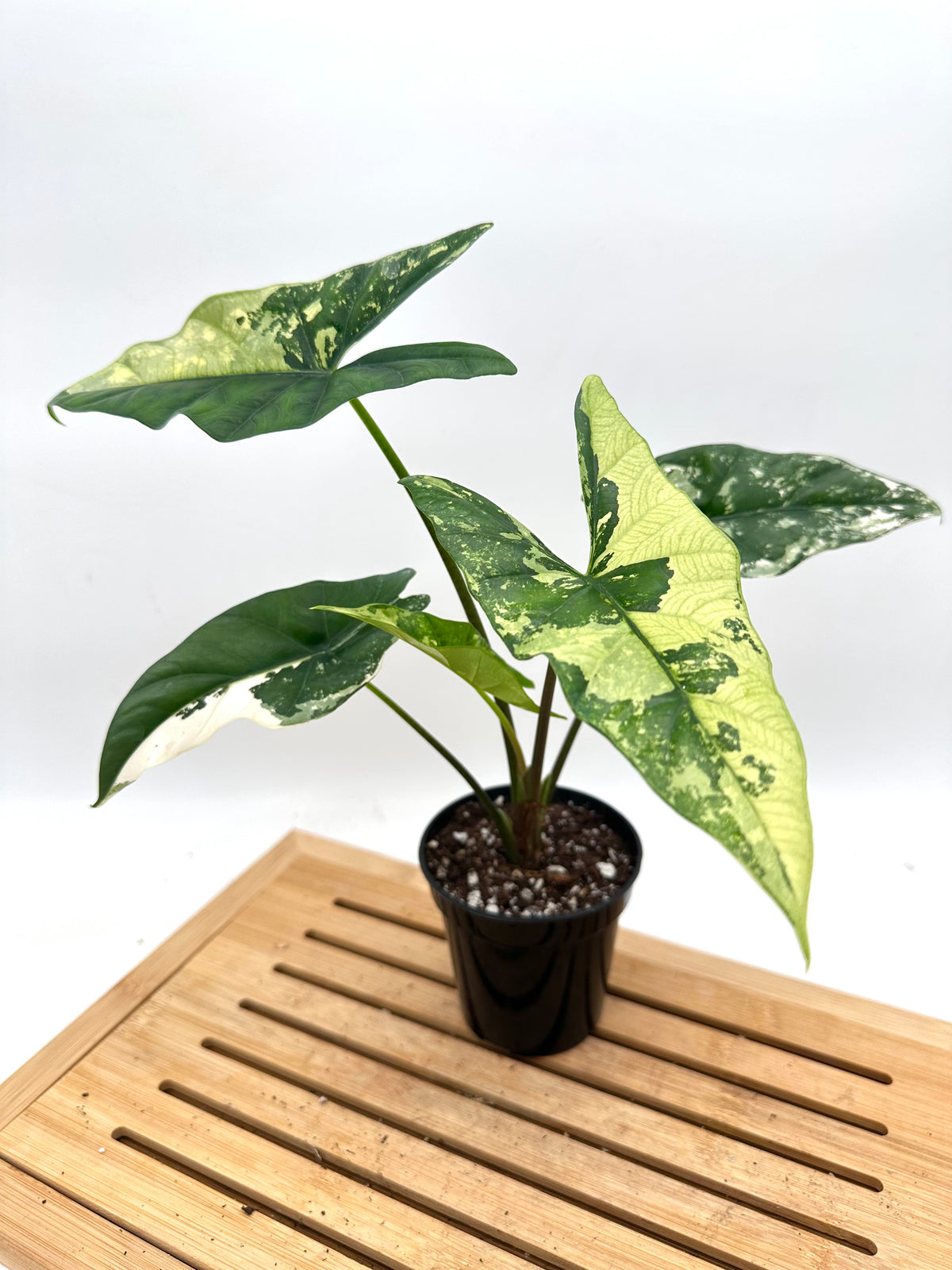 Alocasia Simpo Albo Variegated