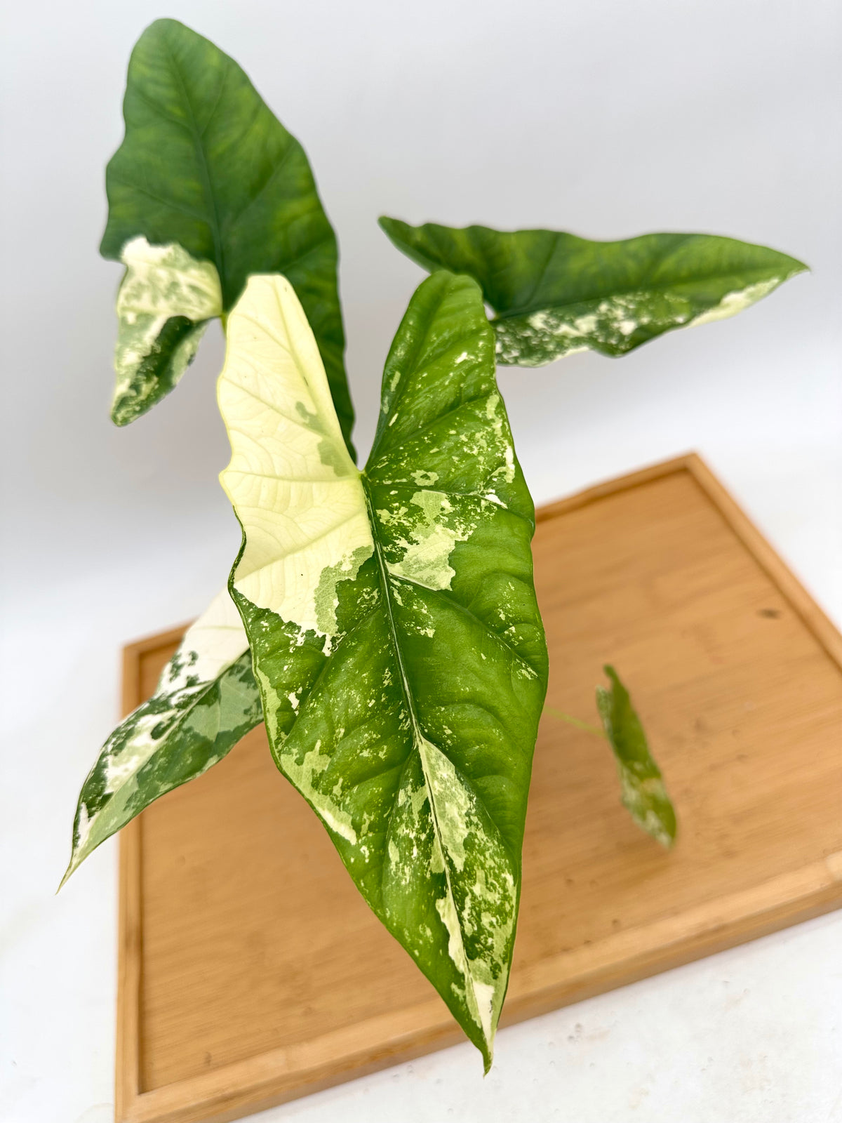 Alocasia Simpo Albo Variegated CORM