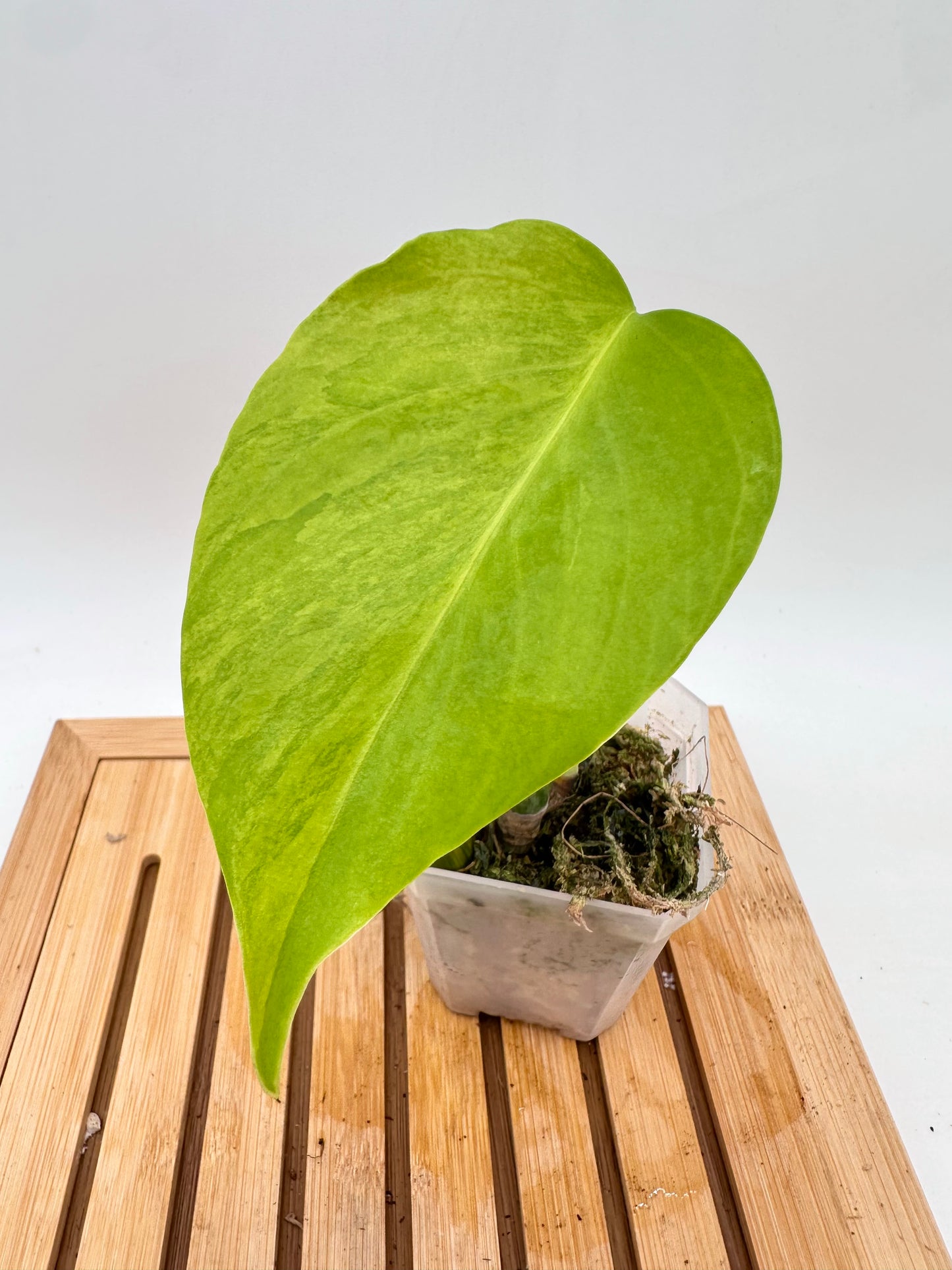 Monstera Borsigiana Aurea Variegated