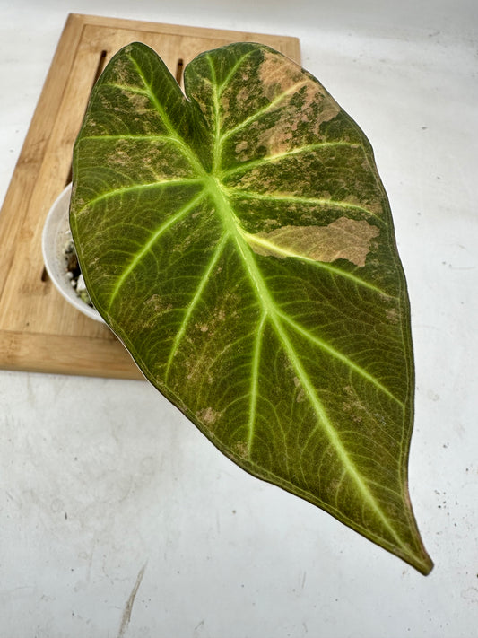 Alocasia Regal Shields Variegated