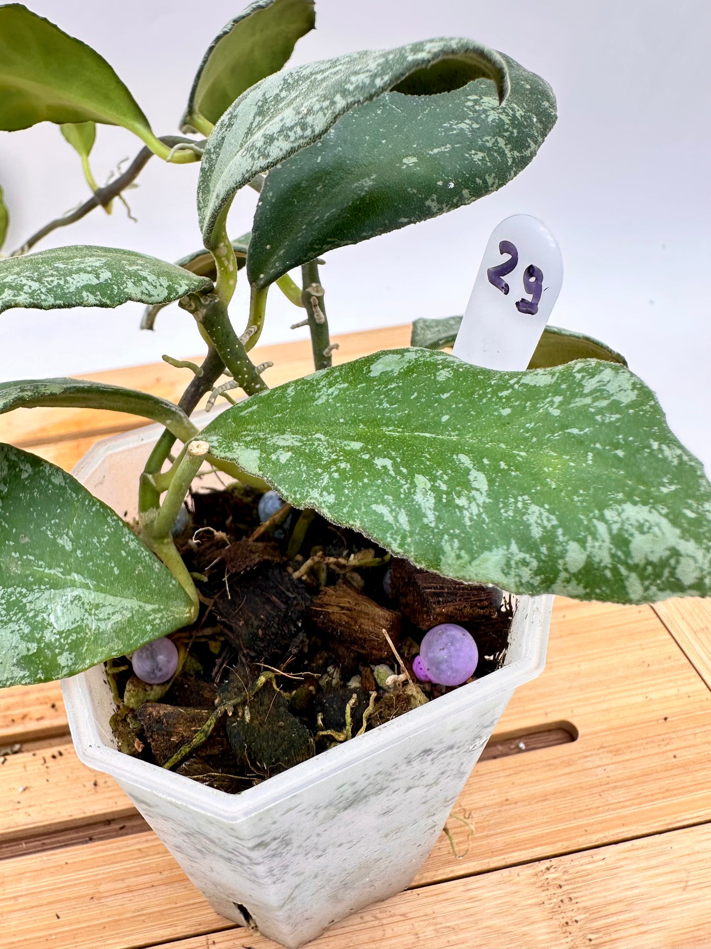 Hoya Cloudy Sky - Multiple growths