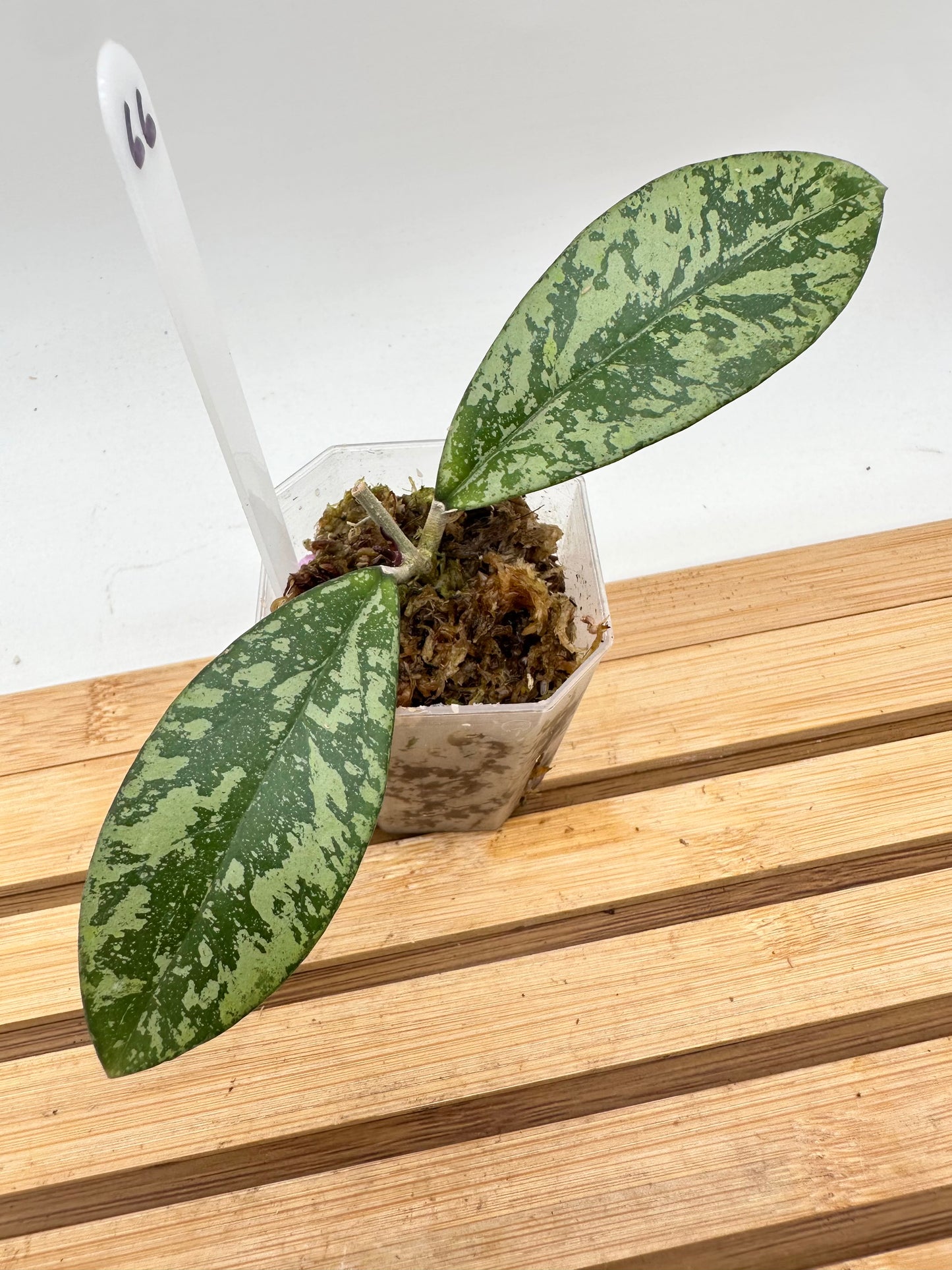 Hoya Crassipetiolata x Michelle Splash Clone 2