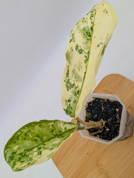 Aglaonema Manila Pride Variegated