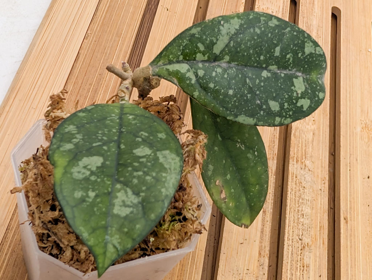 Hoya Crassipetiolata Splash