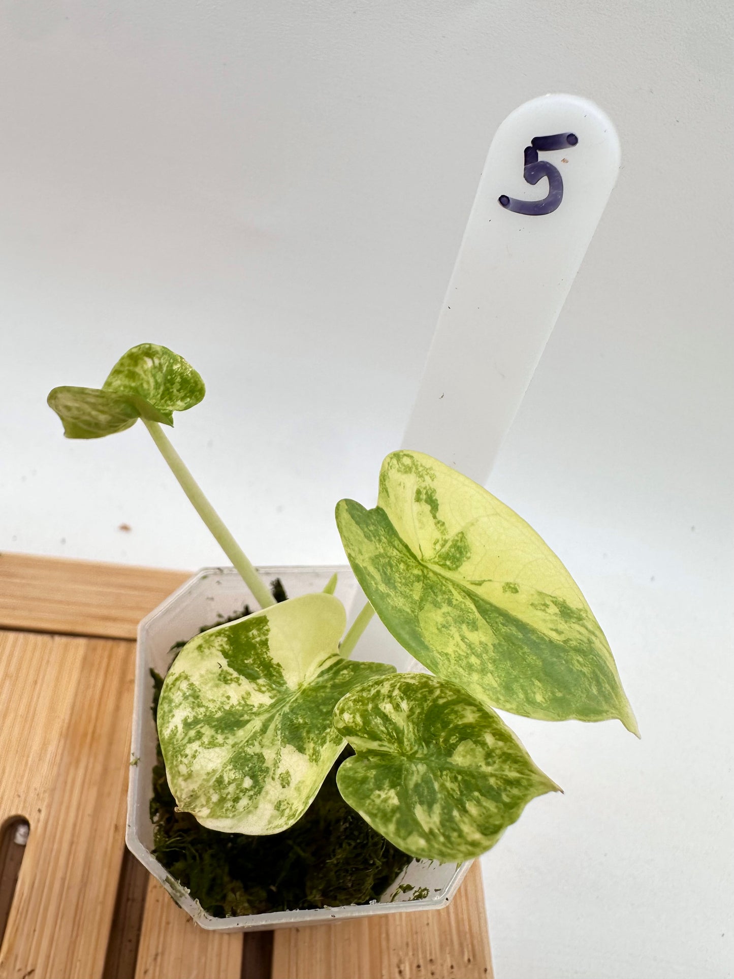 Alocasia Silver Dragon Aurea Variegated