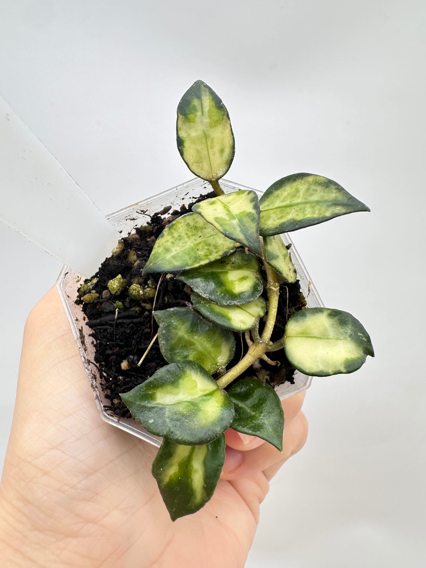 Hoya Lac. ‘Bruno’ Tricolor - Multiple Growths