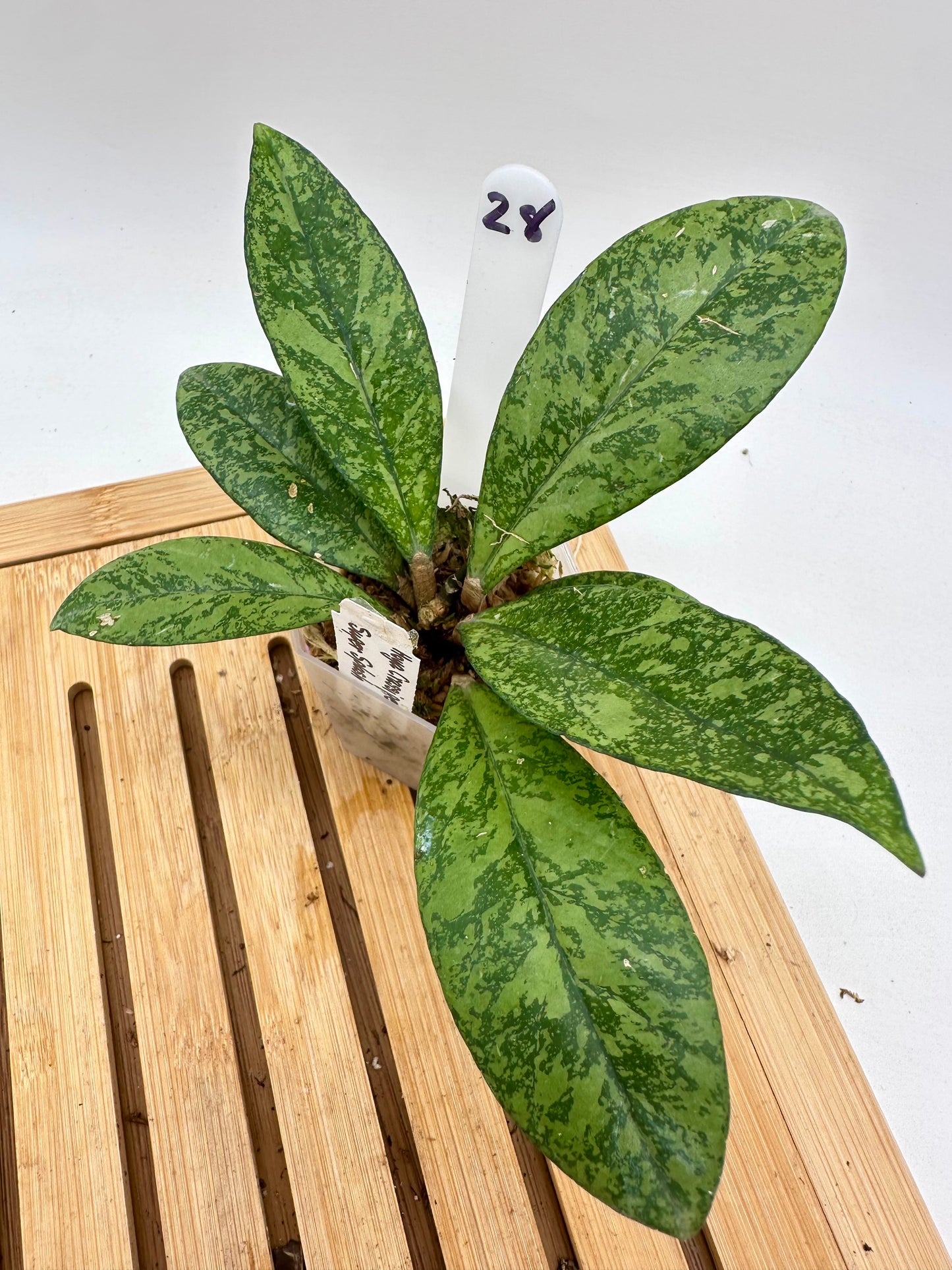 Hoya Crassiopetiolata Super Splash Clone #2