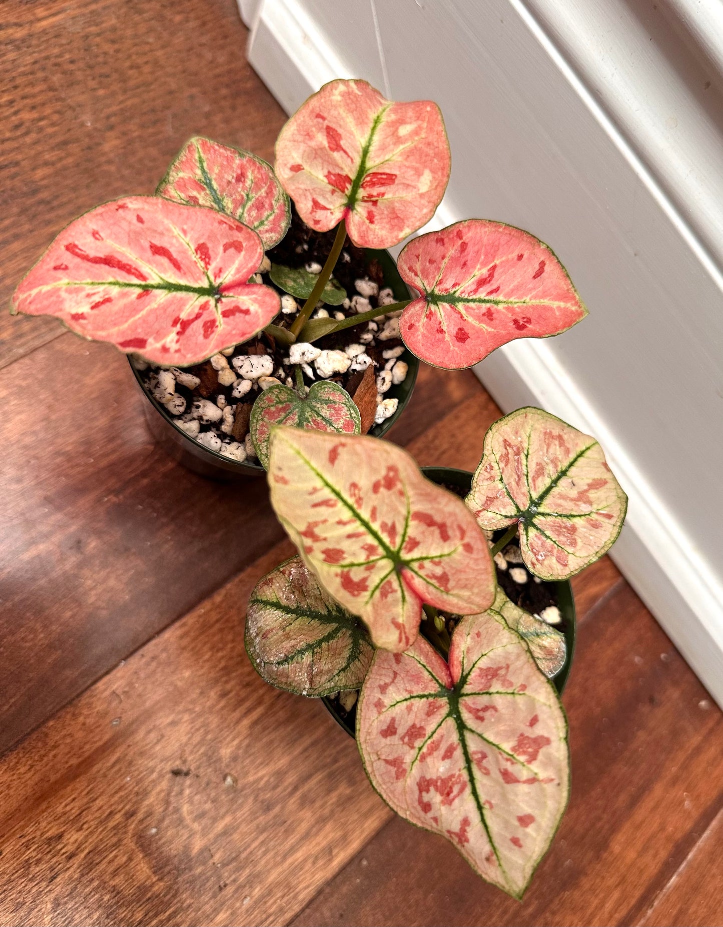 Caladium Strawberry Star in 3” pot