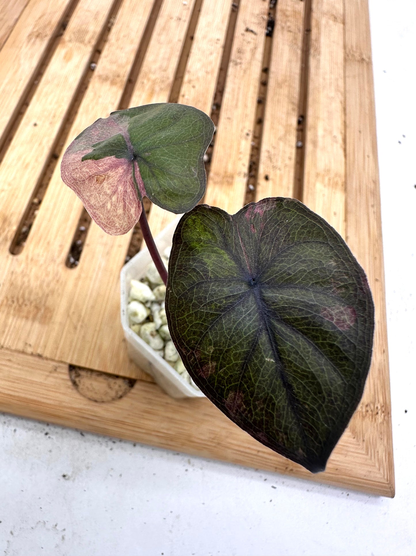 Thanksgiving Sales - 
Variegated Alocasia Serendipity Pink