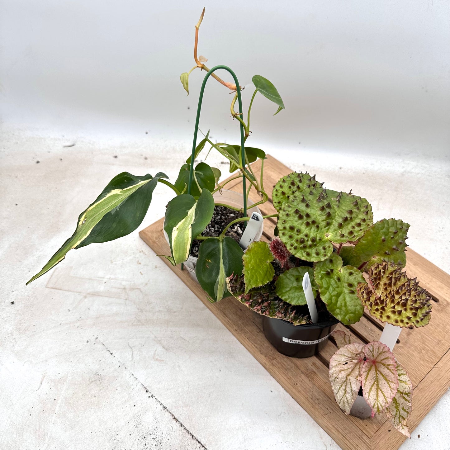 Combo Sale - Begonia Ferox & Begonia X’Frosty & Philodendron Silver Stripes