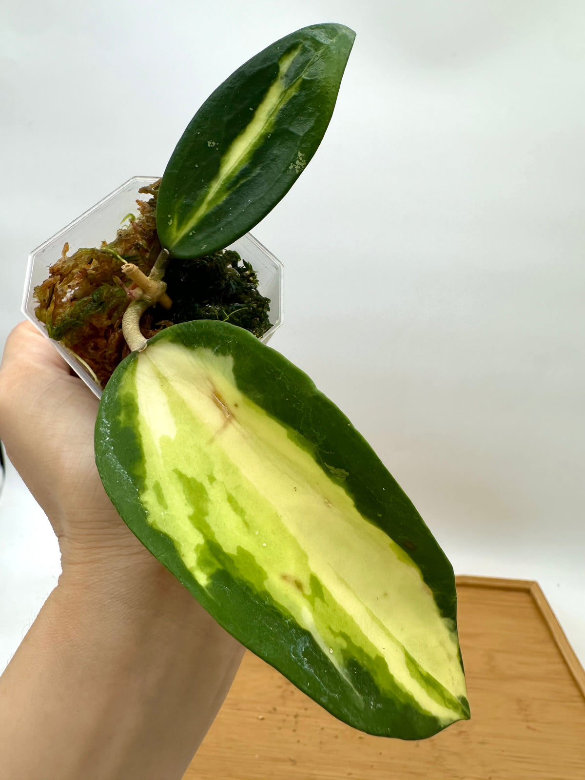 Hoya Acuta Inner Variegated