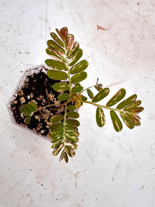 Phyllanthus Urinaria Pink Variegated