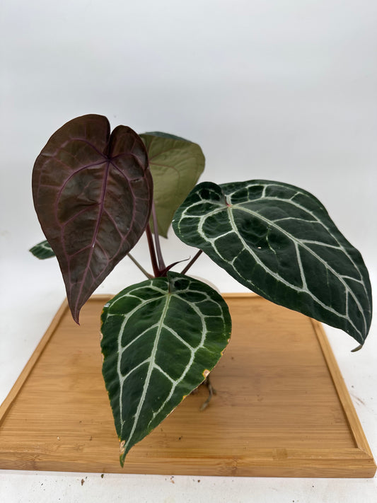 Anthurium Michelle x Zara x Red Crystallinum (Memoria Tim Anderson) - Size Large