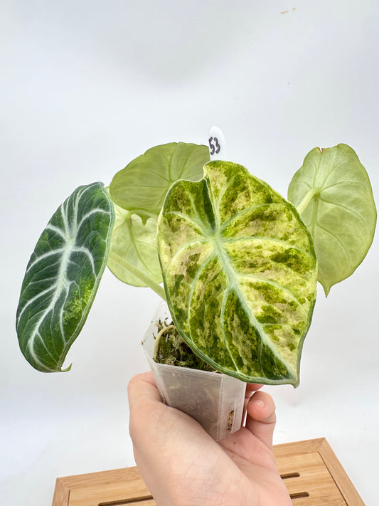 Alocasia Ninja Tri-Color Variegated