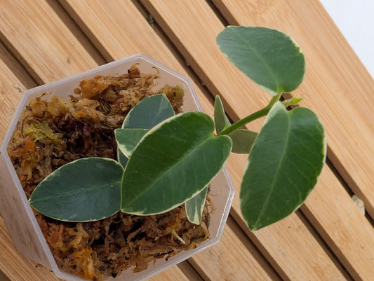 Hoya Cumingiana Variegated