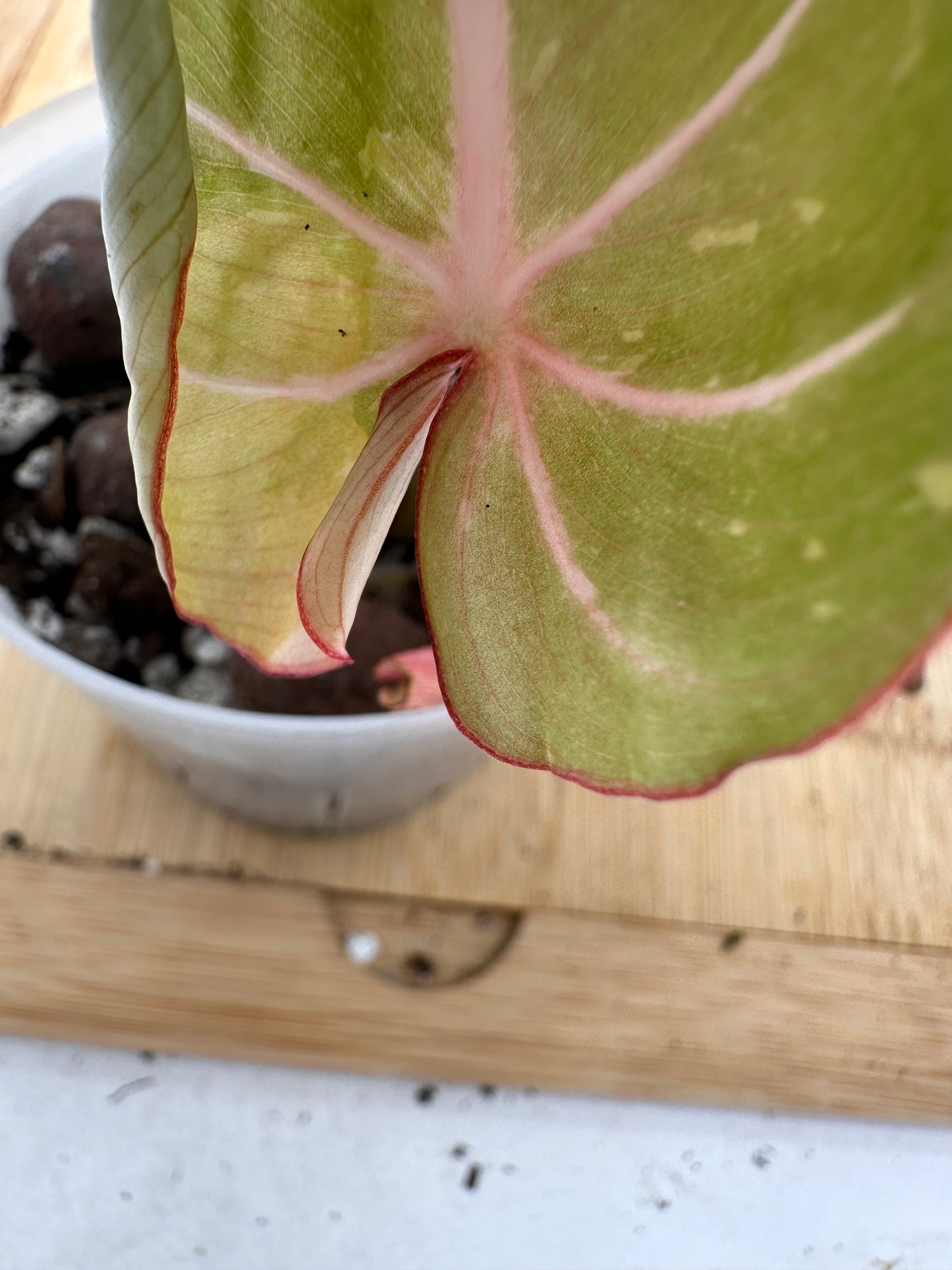 🦄 Philodendron Gloriosum Variegated (Full Plant grown from Top Cutting)