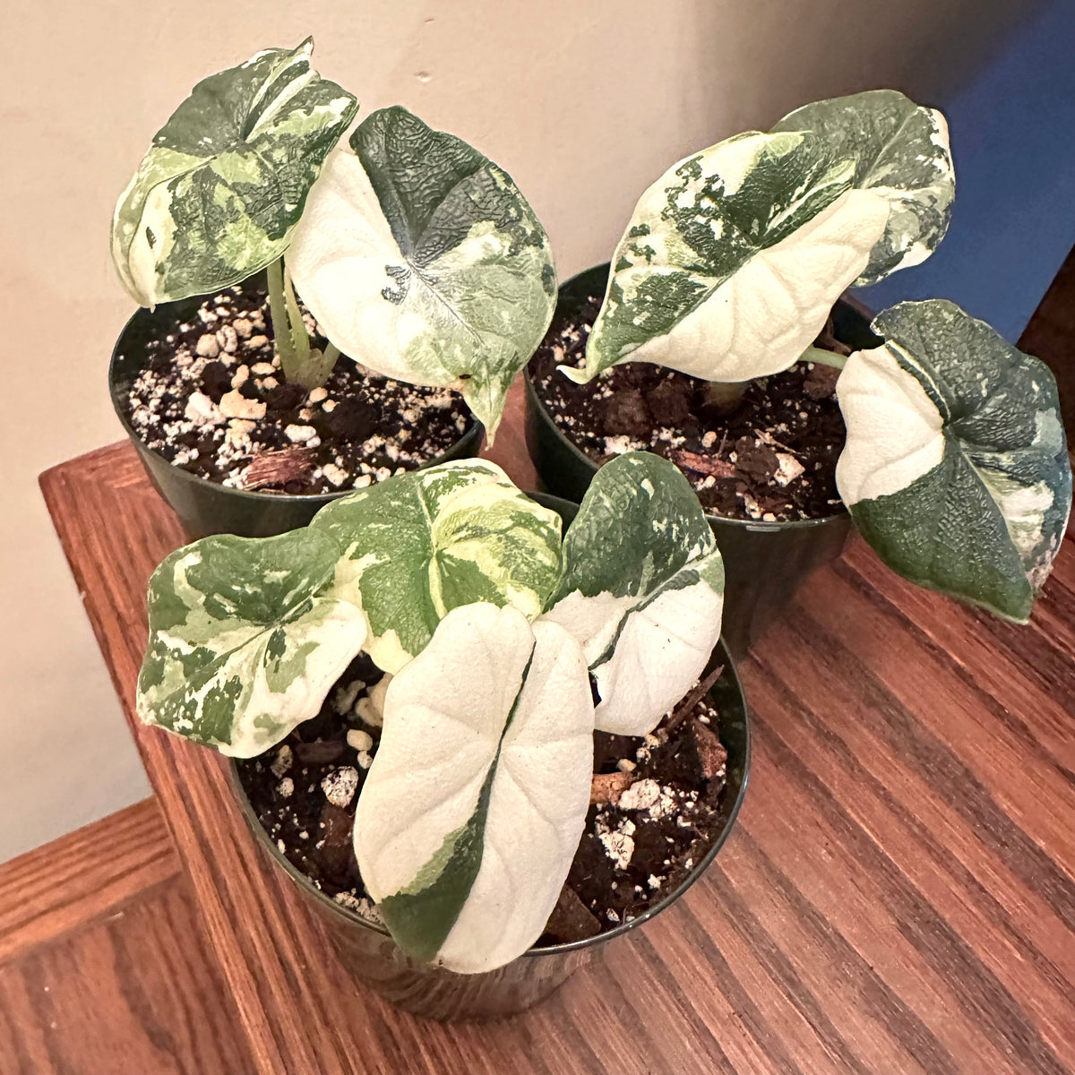 Alocasia Melo Albo Variegated