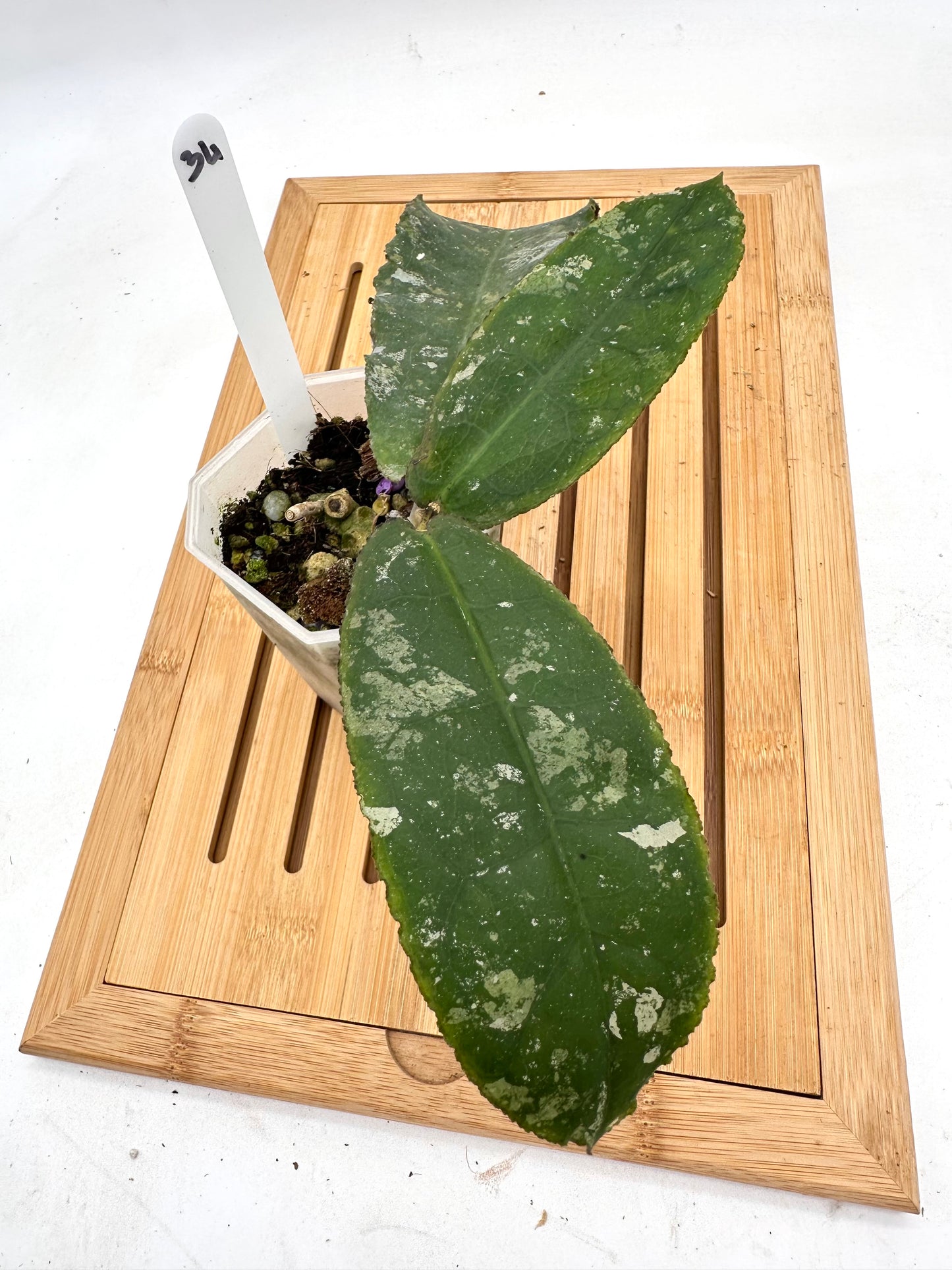 Hoya Undulata Splash - 034