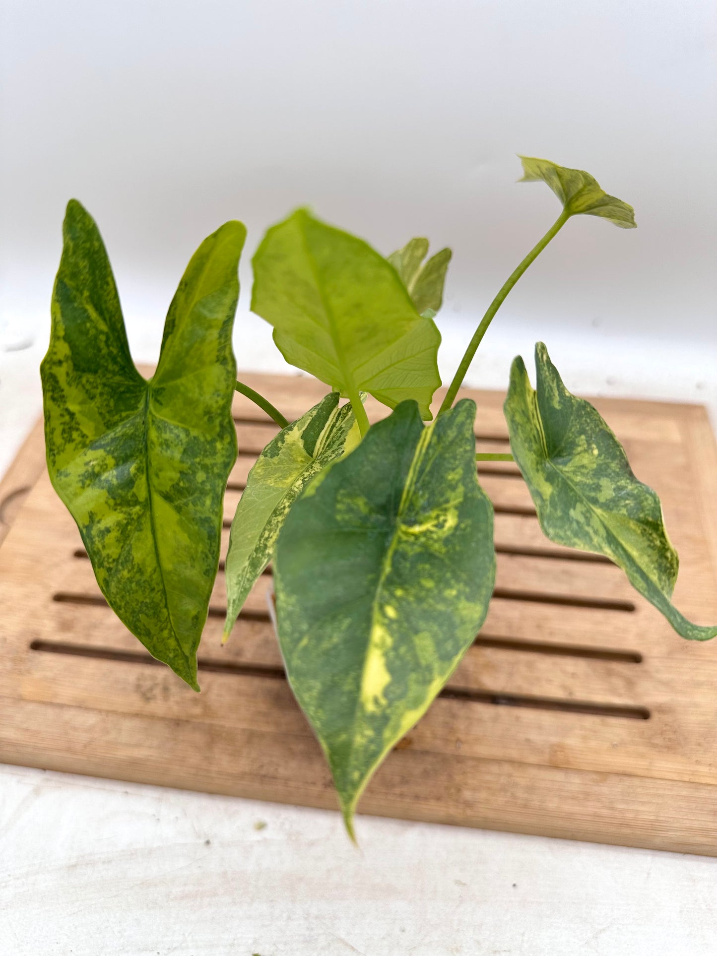 Alocasia Simpo Aurea Variegated