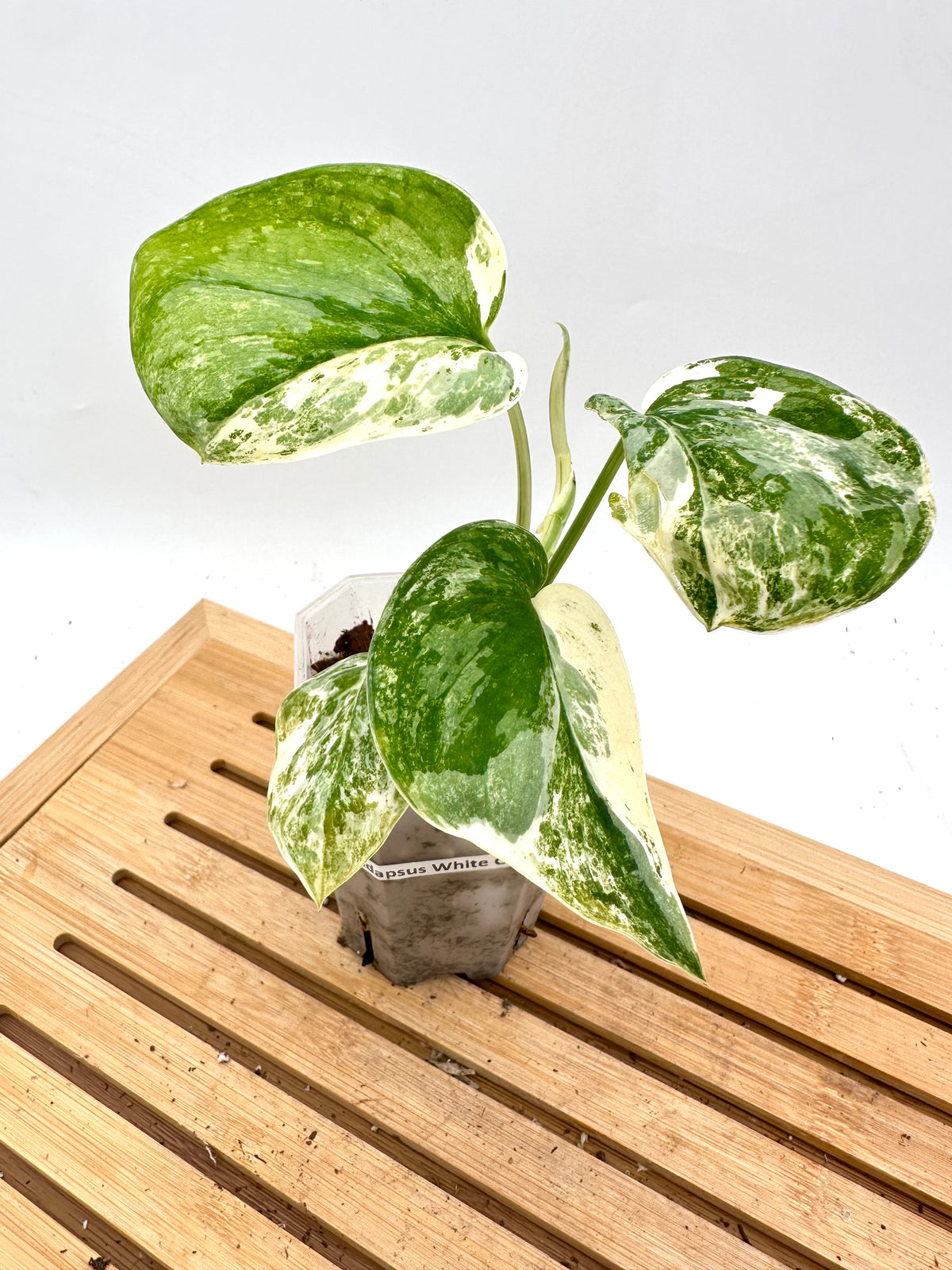 Scindapsus White Crystal Variegated
