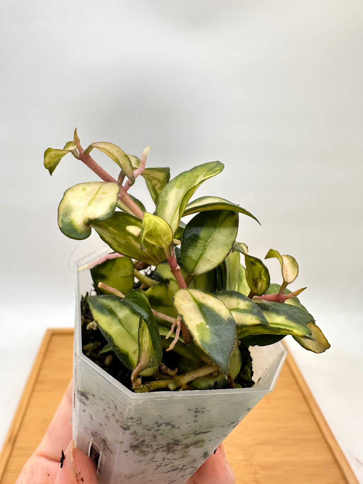 Hoya Lacunosa ‘Bruno Tricolor’ Variegated