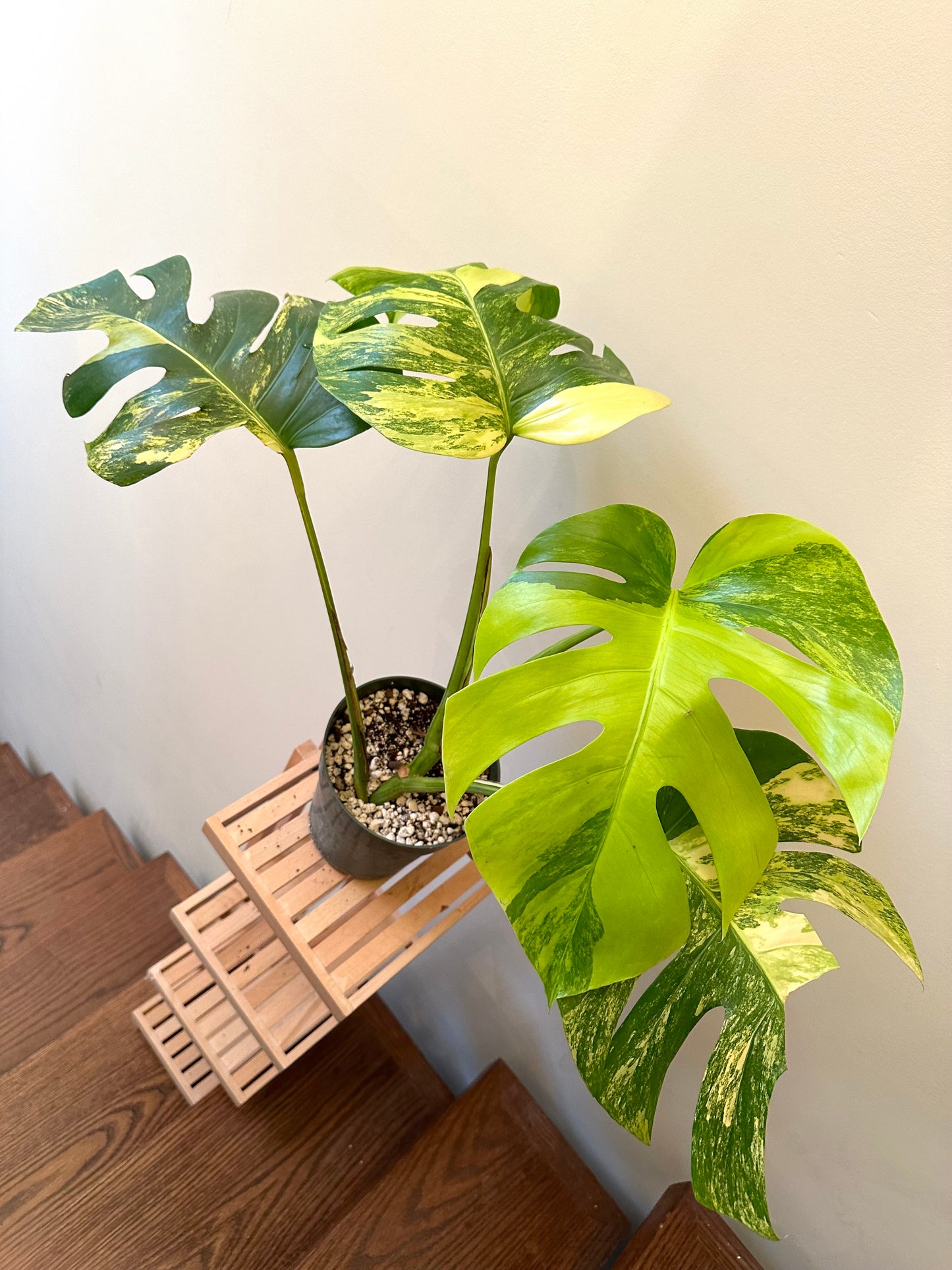 Monstera Aurea