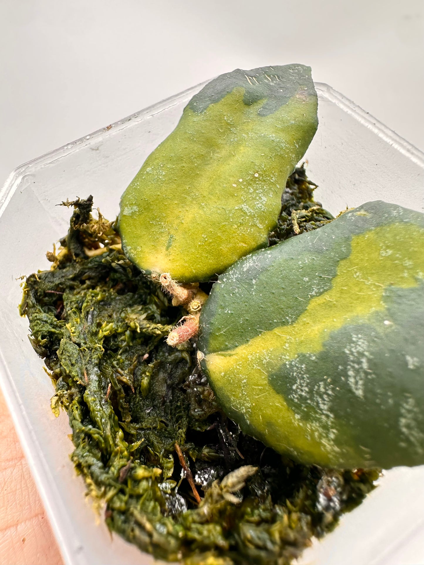 Hoya Caudata Variegated - 2 Activated Growths