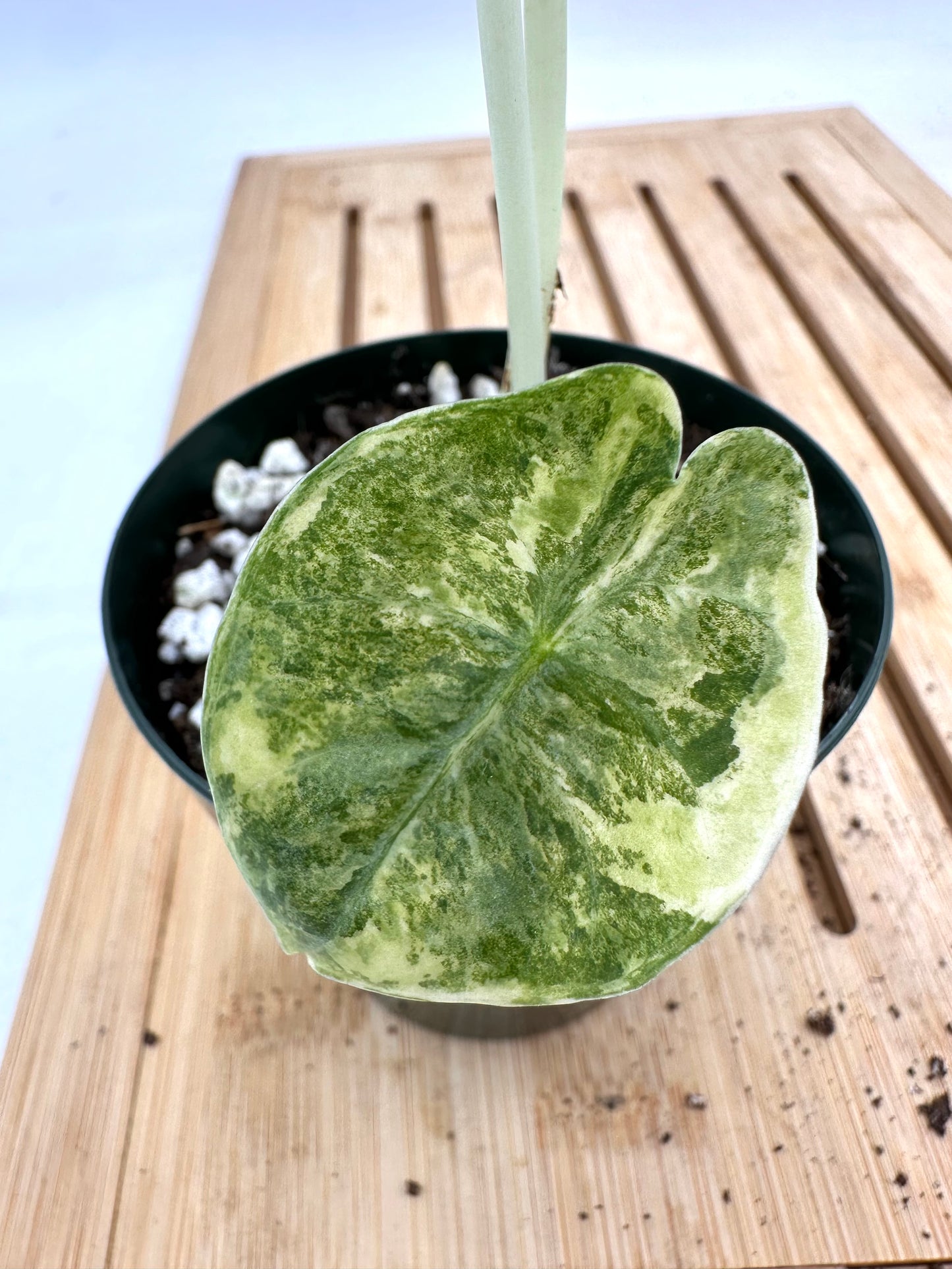 Alocasia Watsoniana Variegated