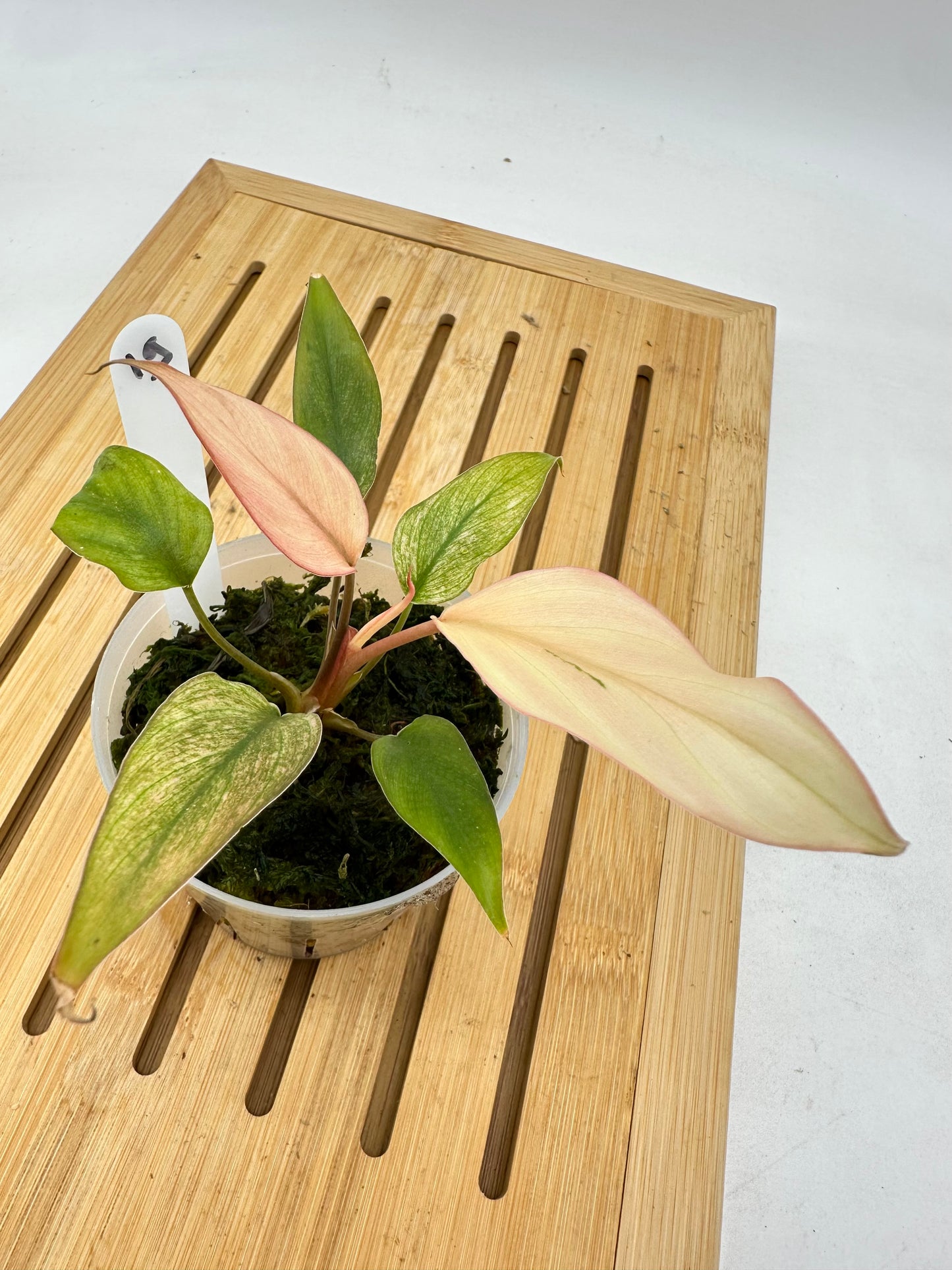 Homalonema Pink Diamond Variegated 019