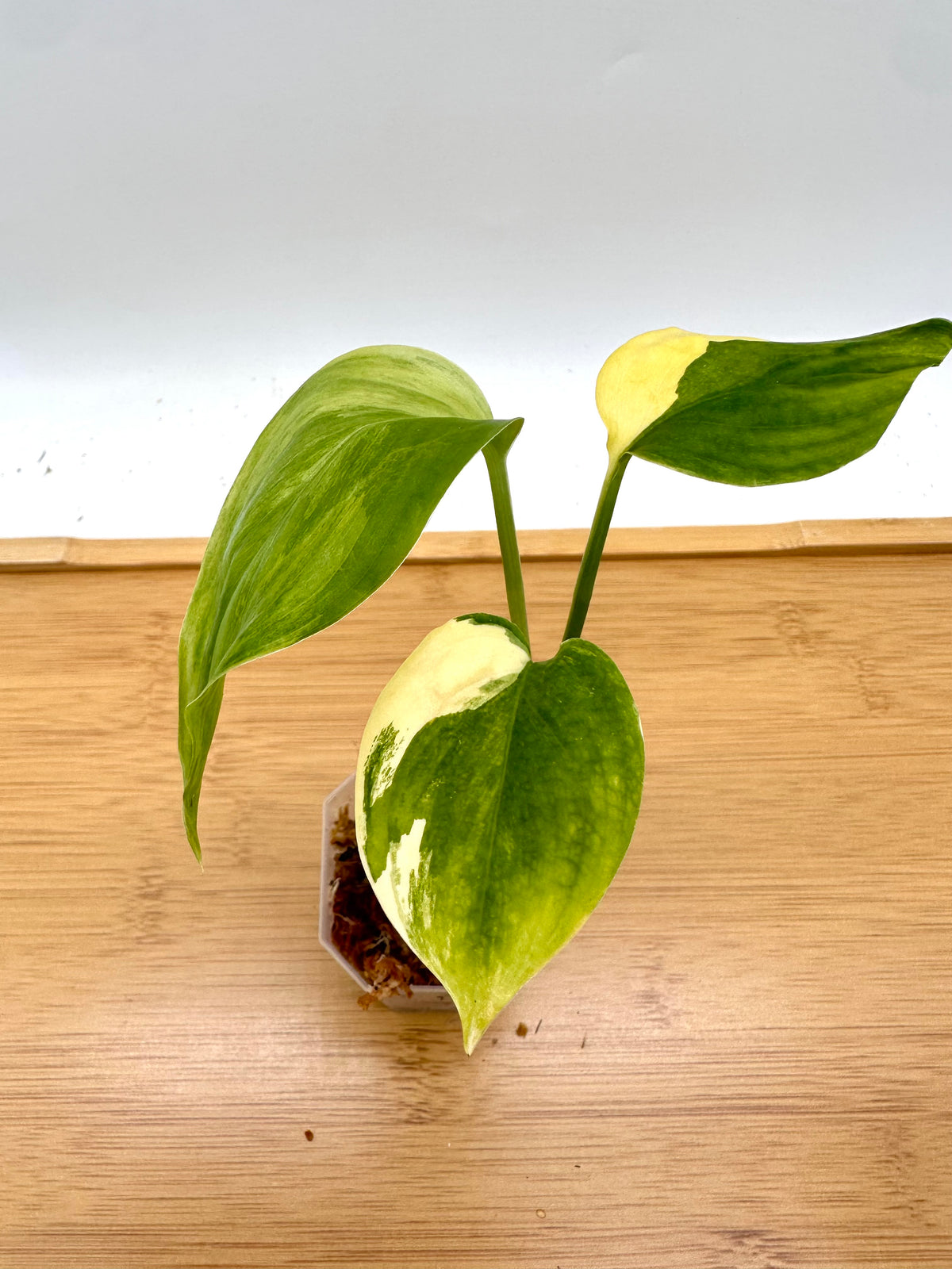 Scindapsus Blue Aurea Variegated