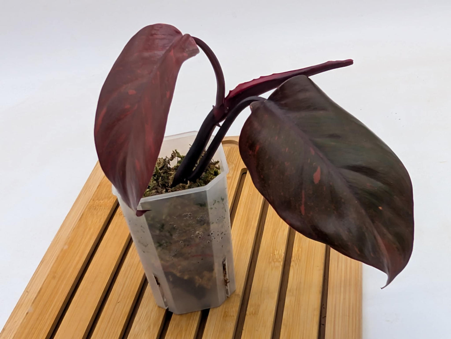 Philodendron Orange Princess Variegated