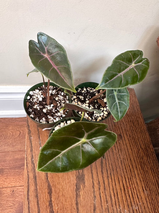Alocasia Suhirmaniana Purple